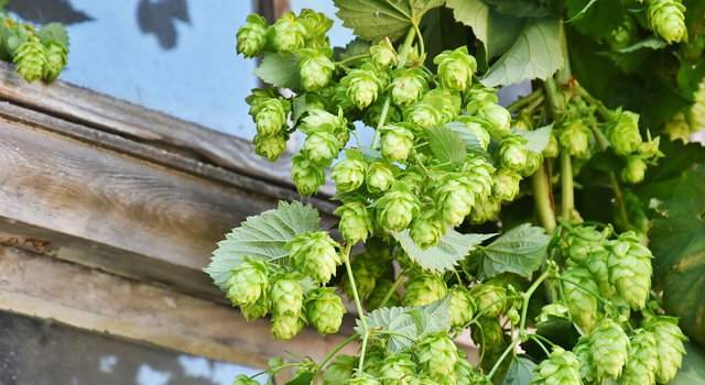 houblon ingrédient bière artisanale